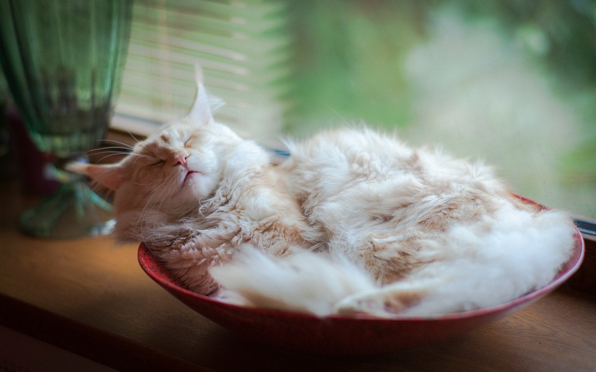 chat maison confort