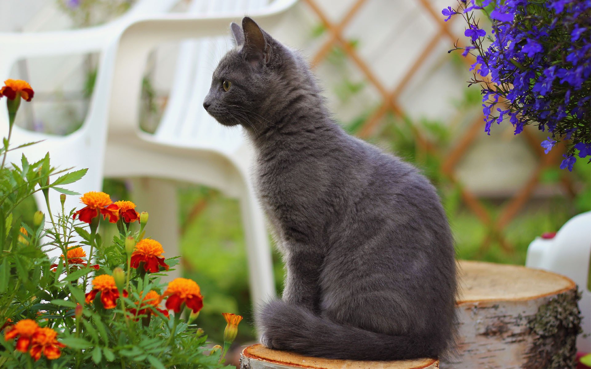 gatto gatto fumoso moncone fiori calendule sedia sfocatura