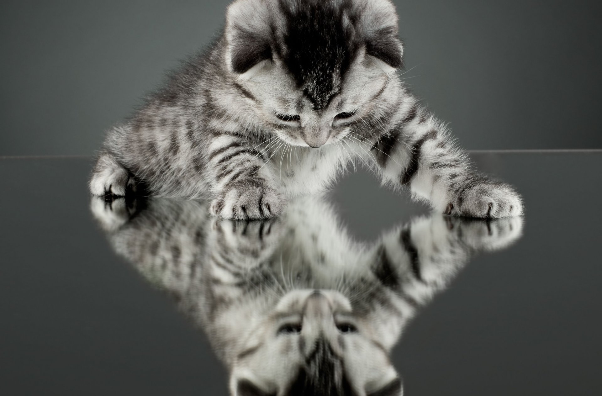 katze katze kätzchen reflexion spiegel hintergrund tapete widescreen vollbild widescreen