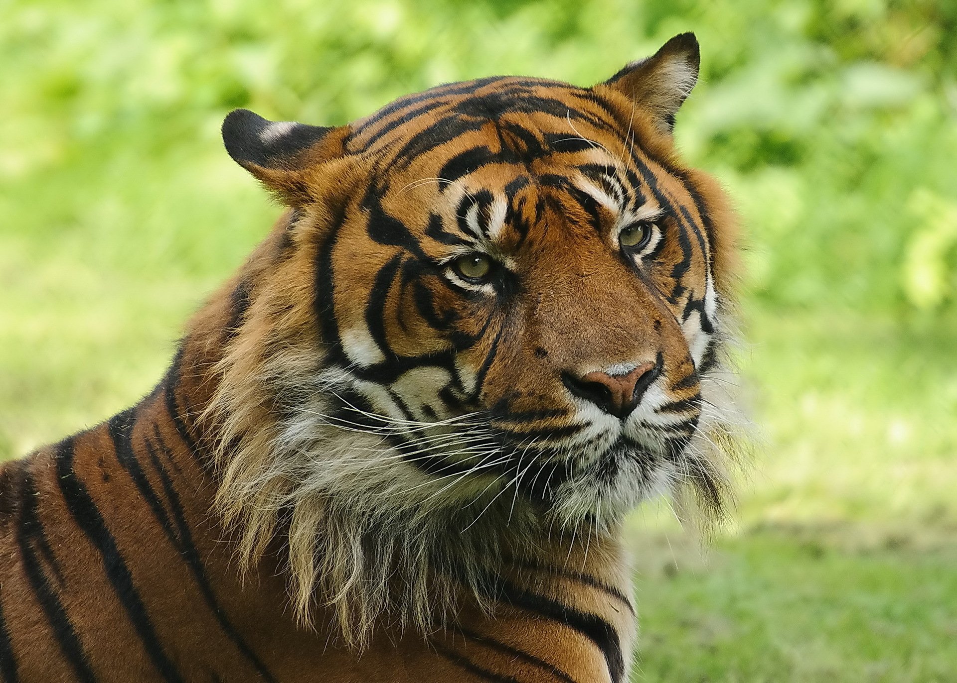 tiger face tabby cat