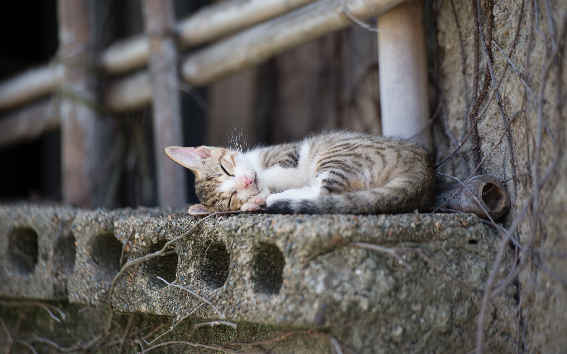 chat chat dormir ville seuil béton bâtons