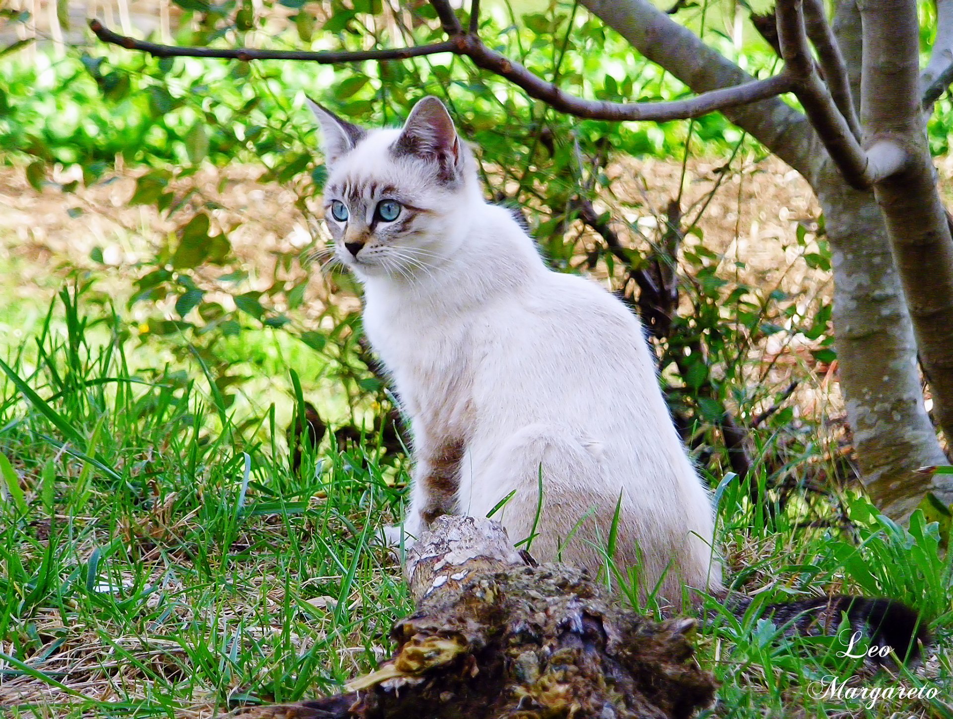 leo margareto tree branches grass cat white