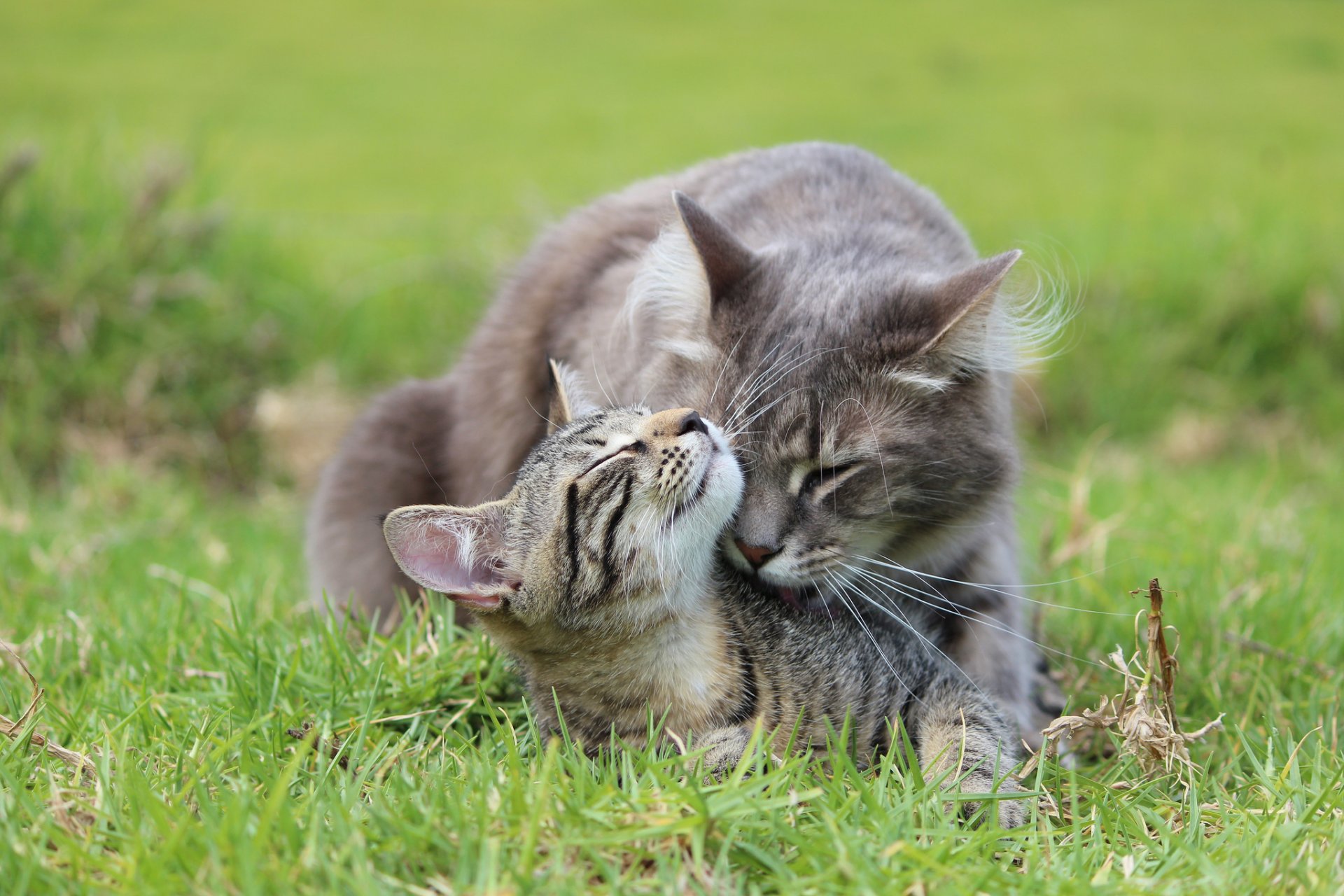 grass cat kitten gray care