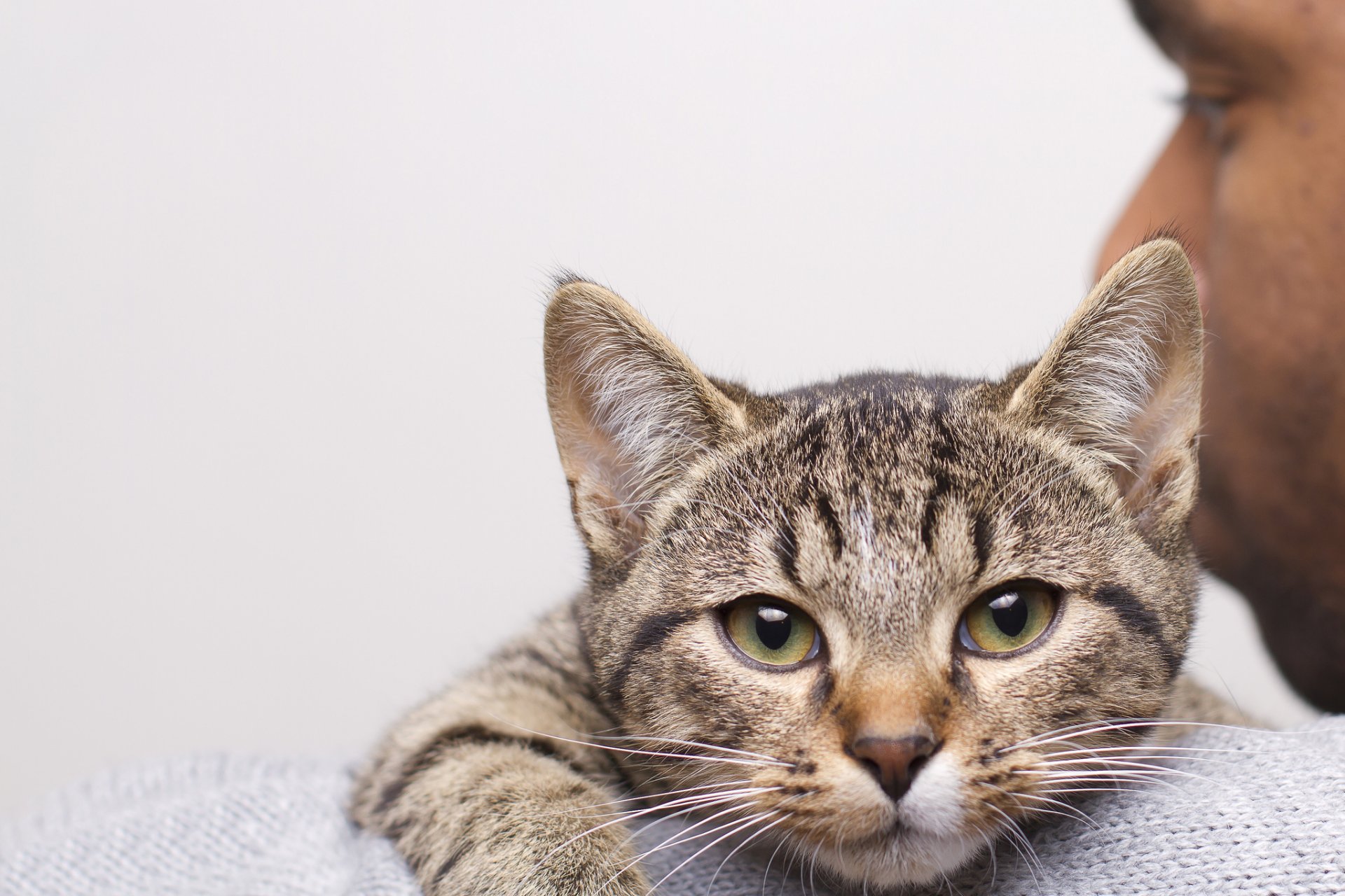 homme épaule chat gris vue