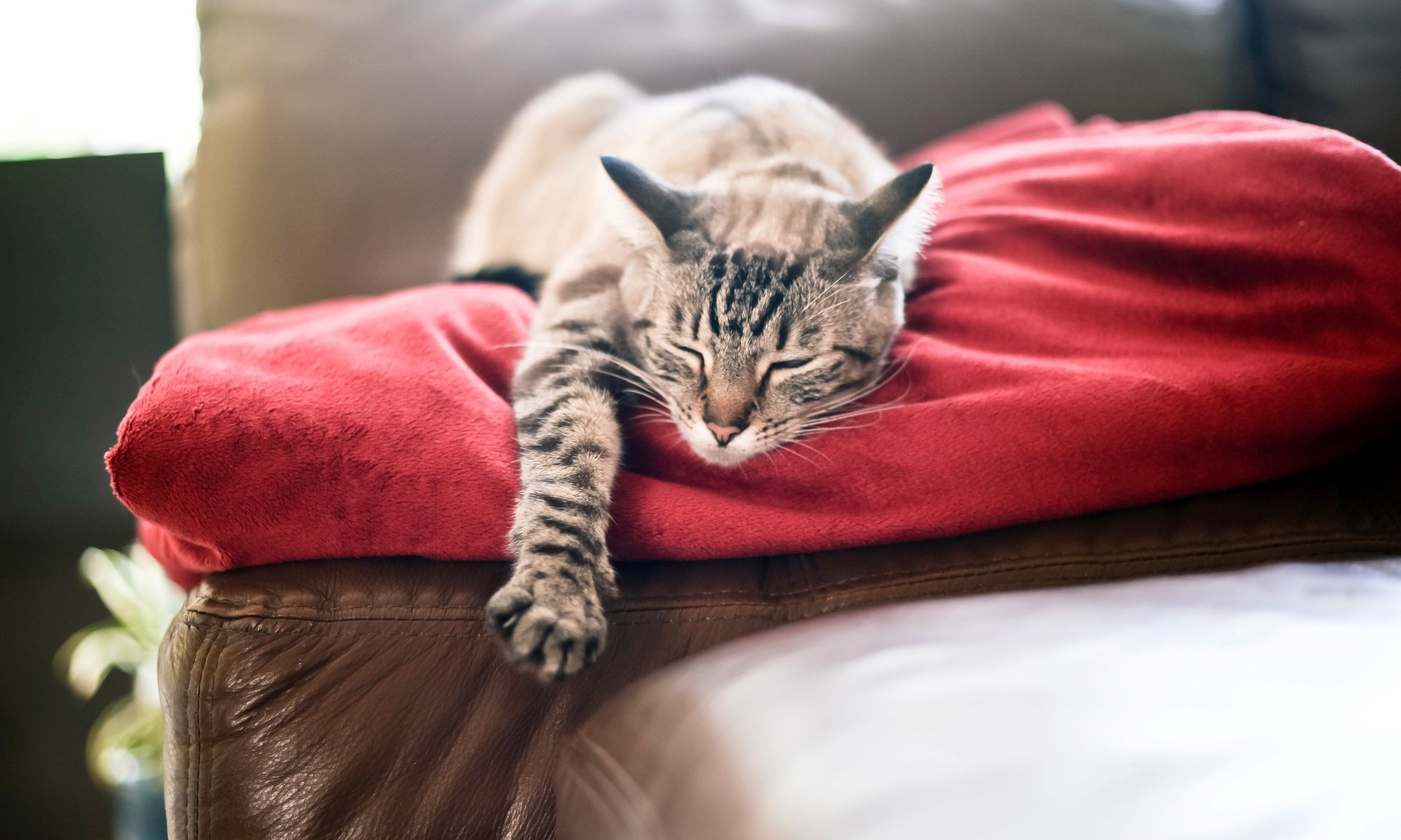 katze katze schläft pfote kariert rot