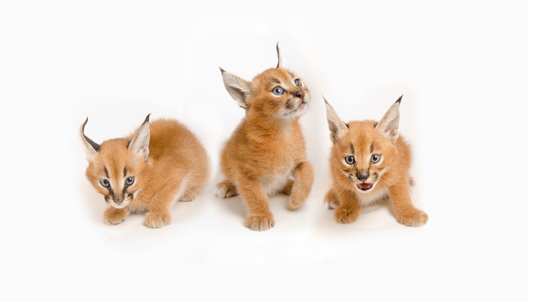 caracales lince de estepa gatos salvajes gatitos niños pequeños trío familia fondo blanco