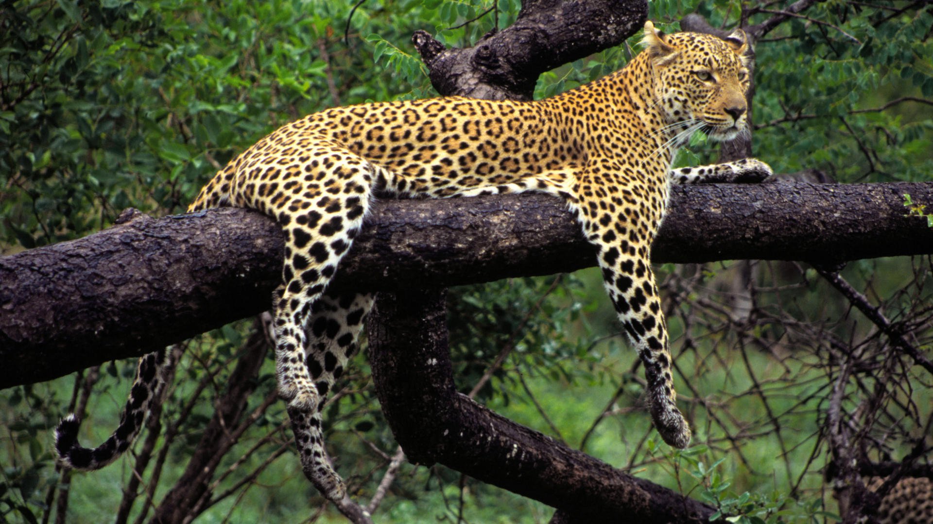 tier raubtier leopard baum pfoten farbe liegt natur