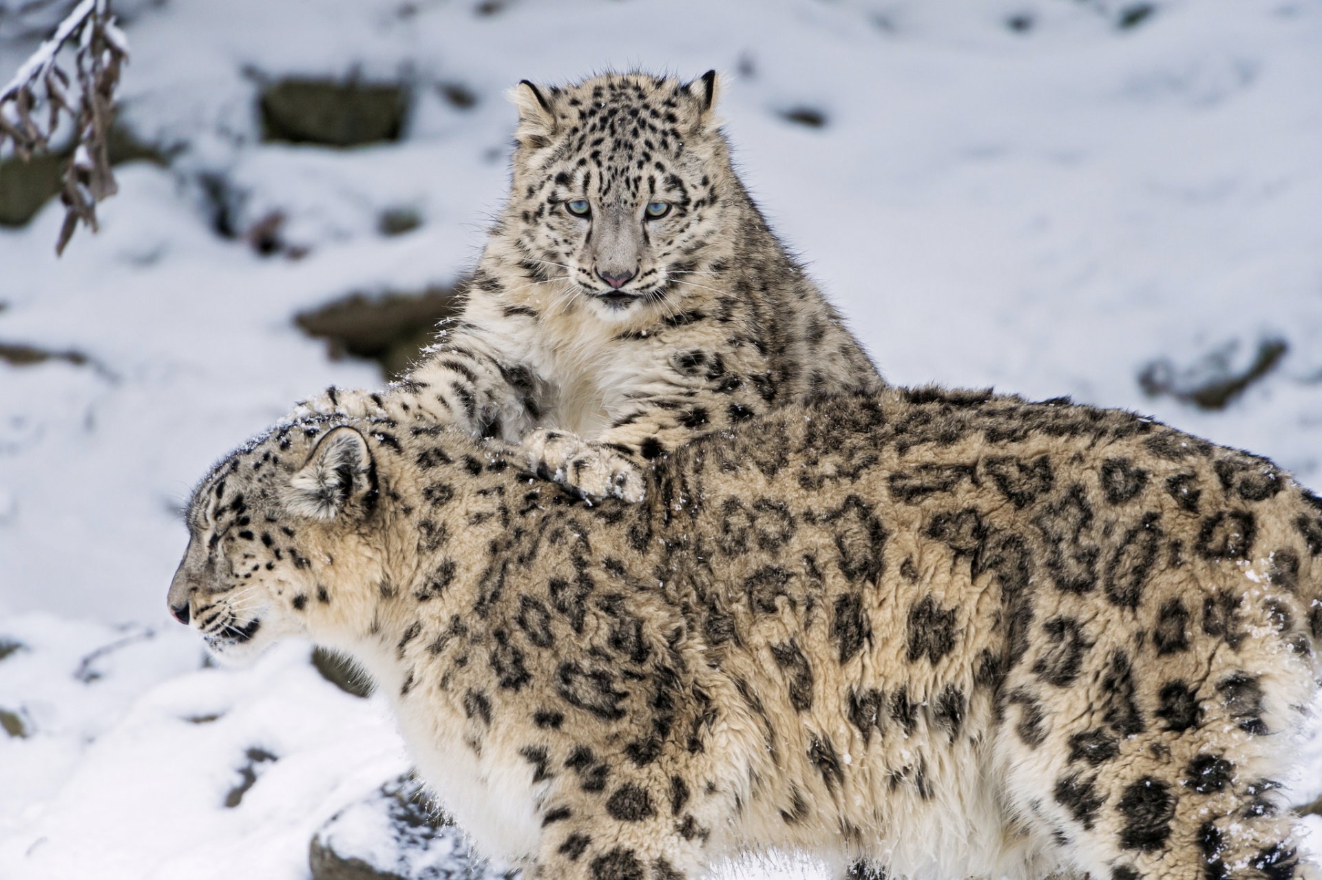 leopardo delle nevi irbis grande gatto famiglia gattino inverno neve