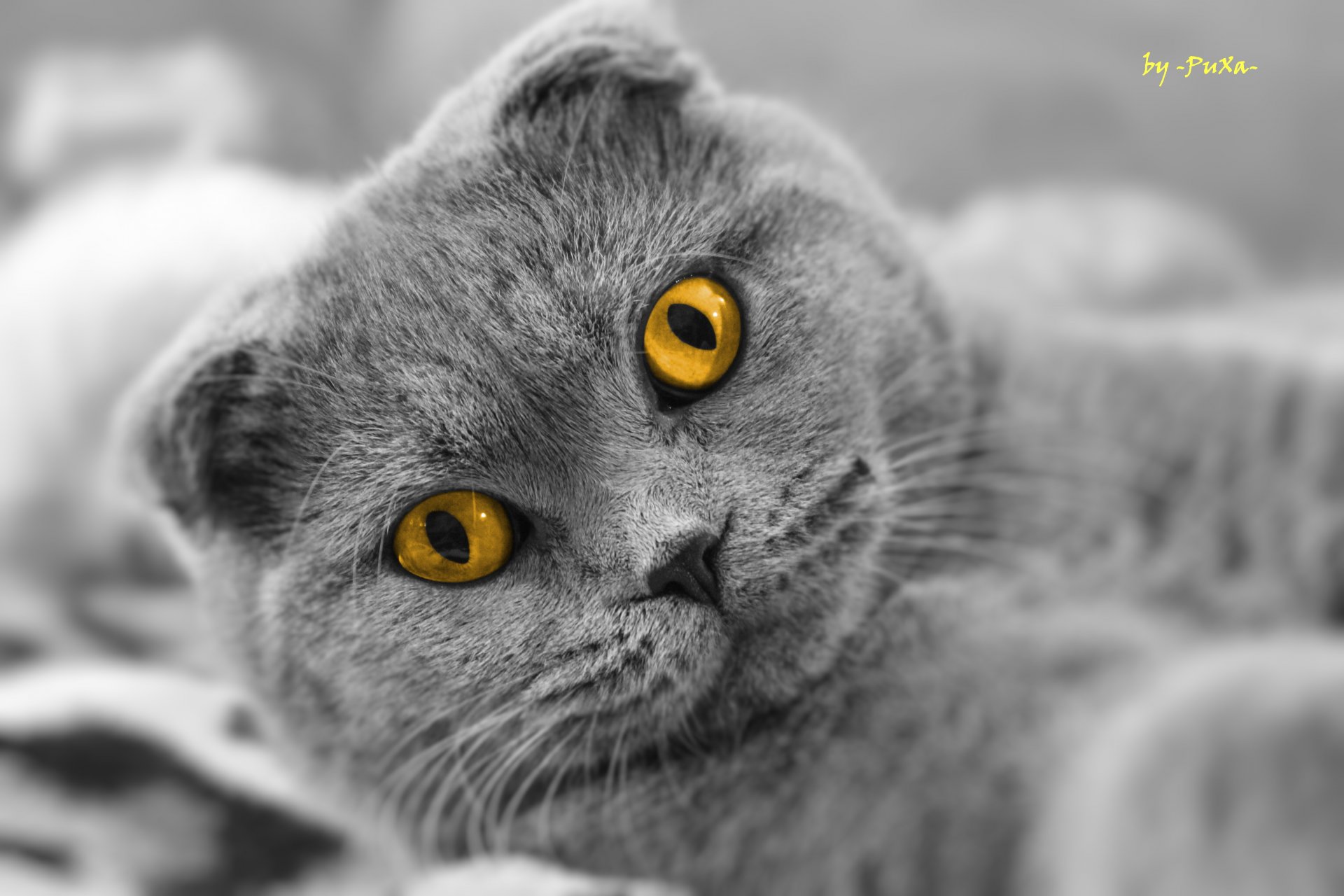 chat scottish fold regard scottish fold