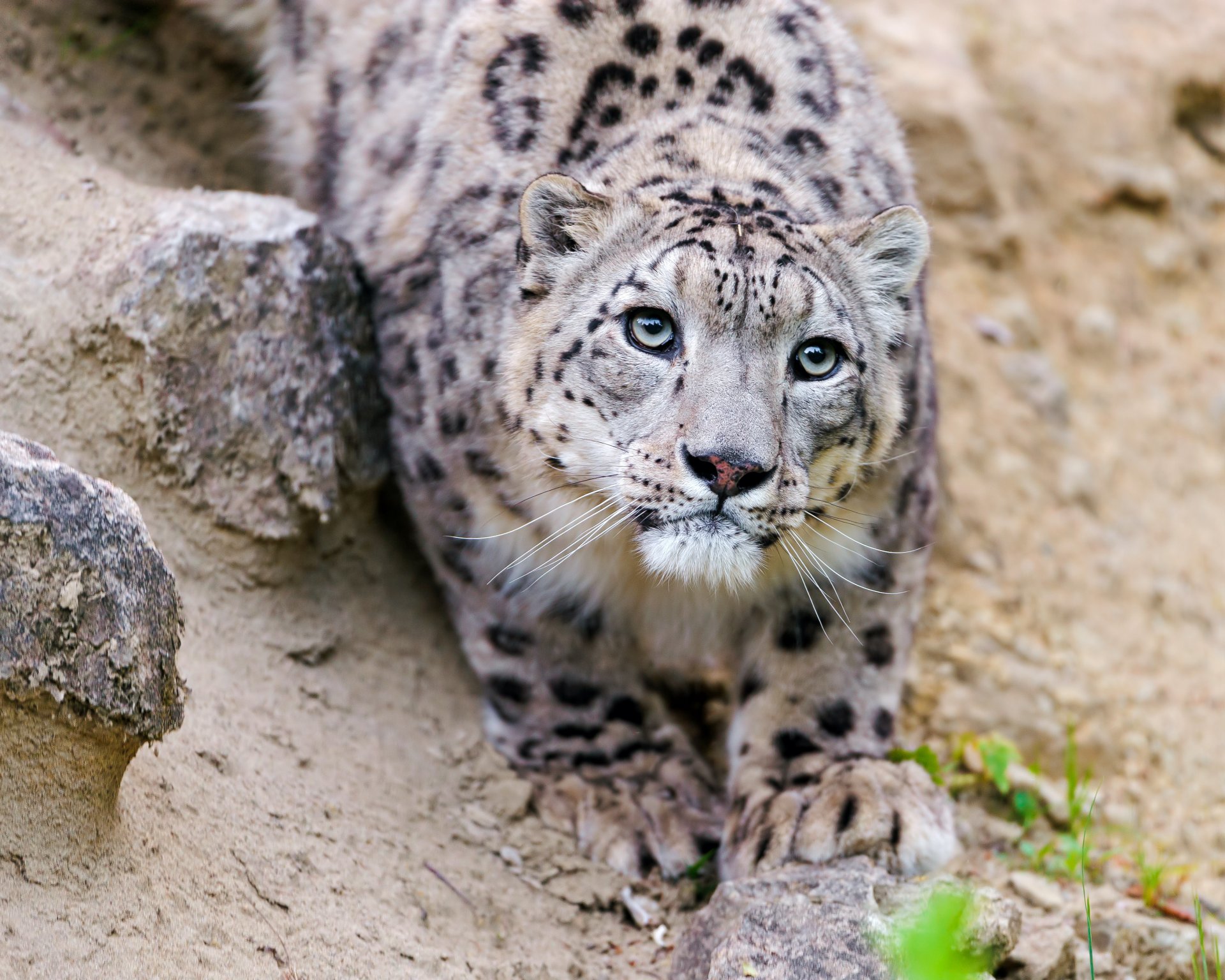 pantera śnieżna irbis kot spojrzenie pysk ©tambako jaguar