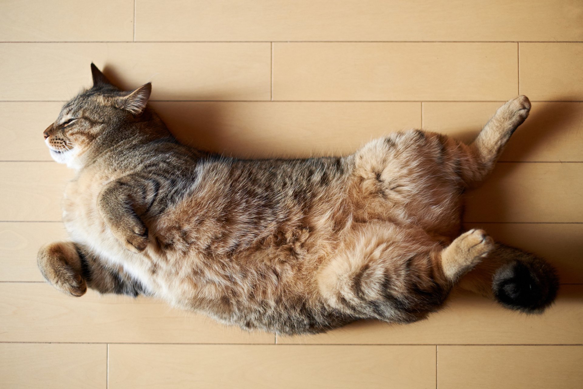 katze katze auf dem boden schläft schlafen