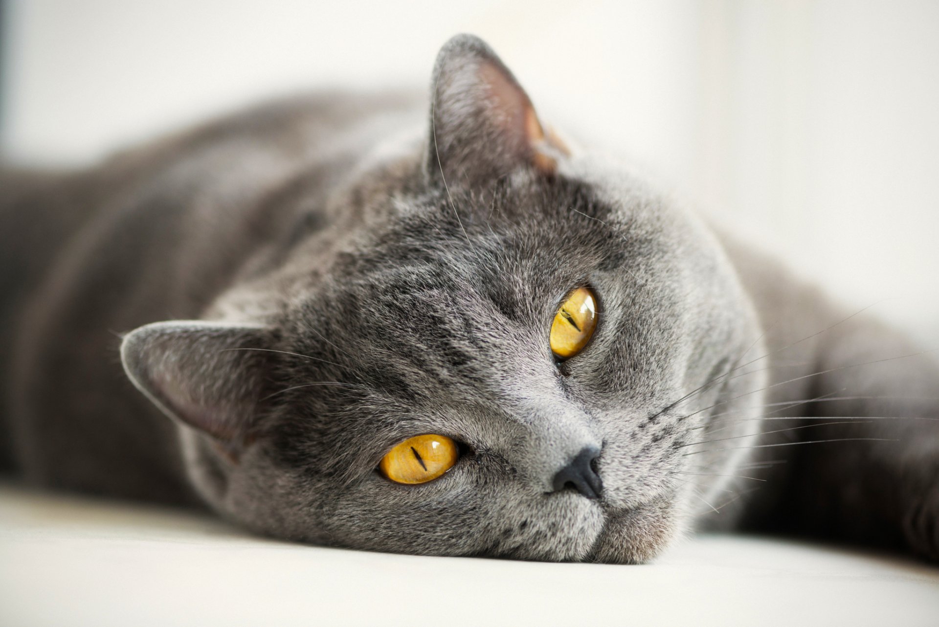 chat chat britannique gris britannique yeux jaune museau moustache regard