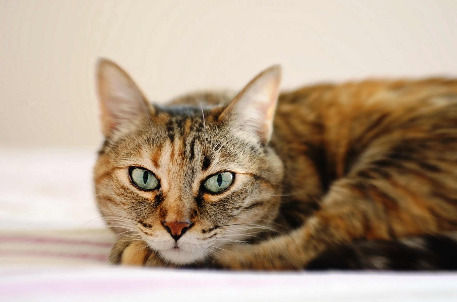 katze gestreift katze schnauze augen liegt