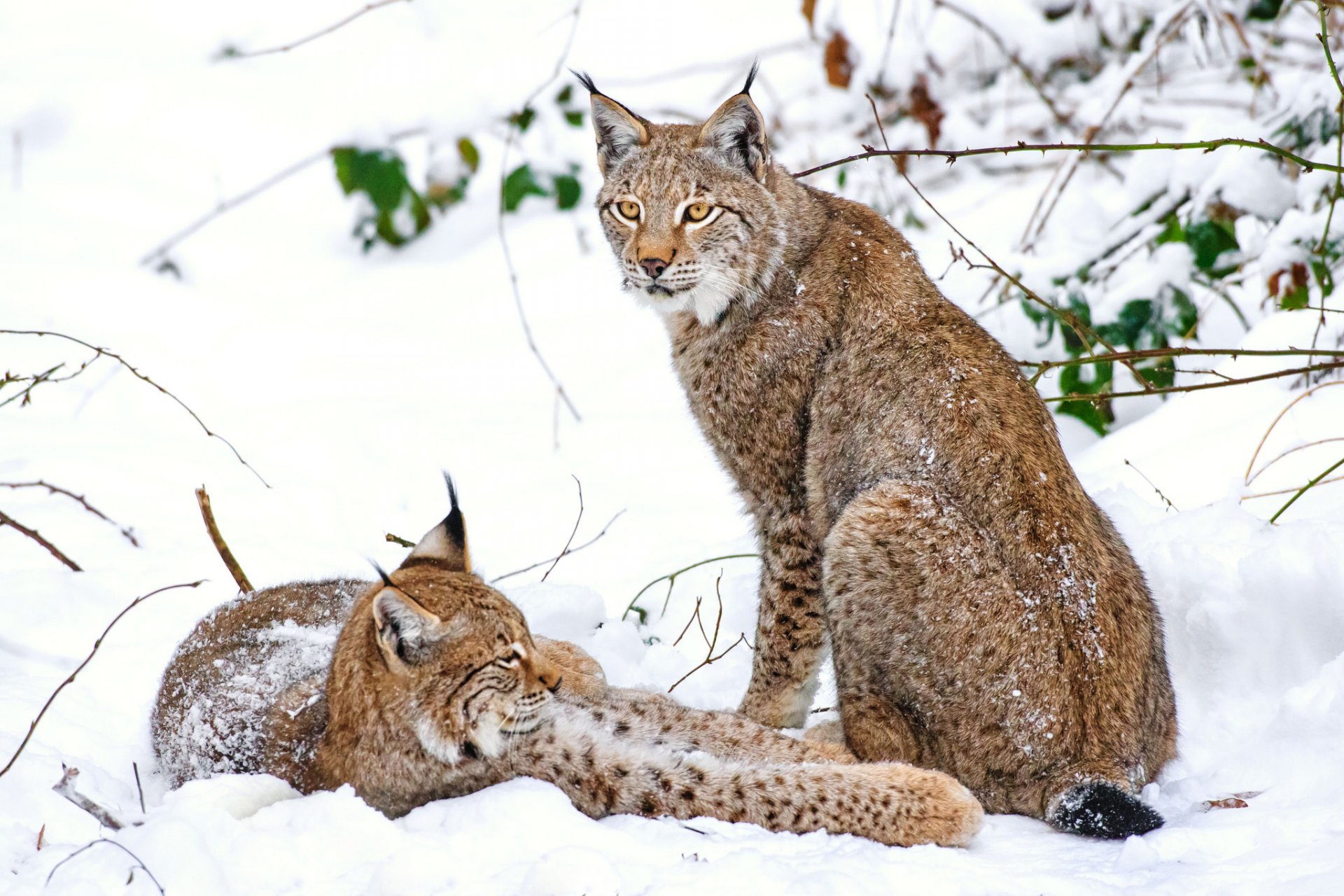 luchs winter schnee paar