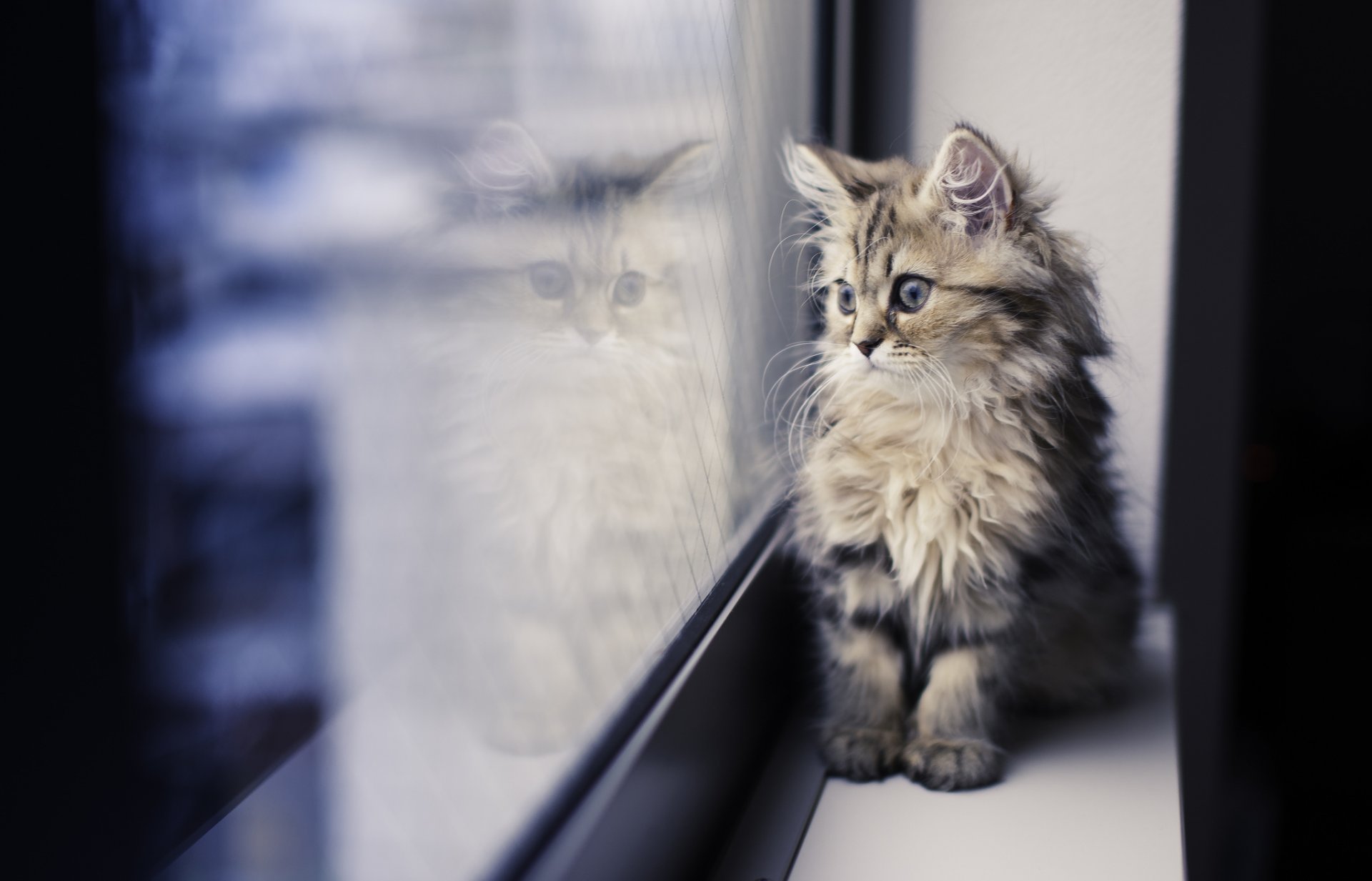 marguerite benjamin torod ben torod chaton fenêtre rebord de la fenêtre réflexion regarder