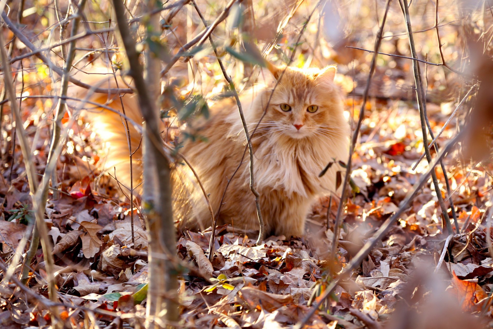 branches leaves dry cat red furry light sunny