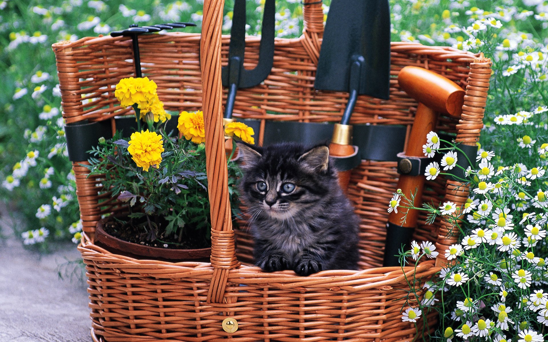 cat kitten cat flowers grass basket