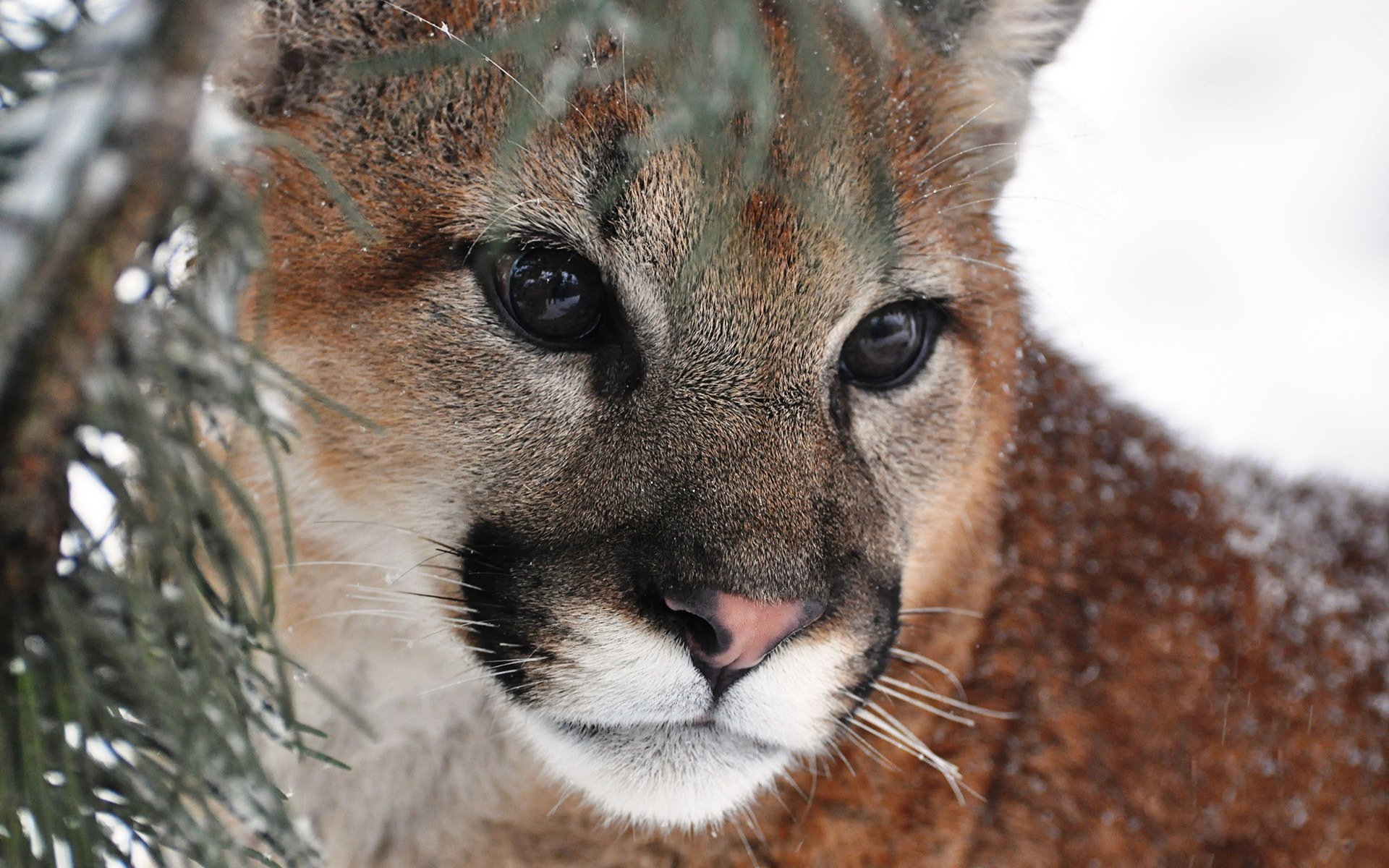 puma puma lew górski pysk wąsy spojrzenie drapieżnik