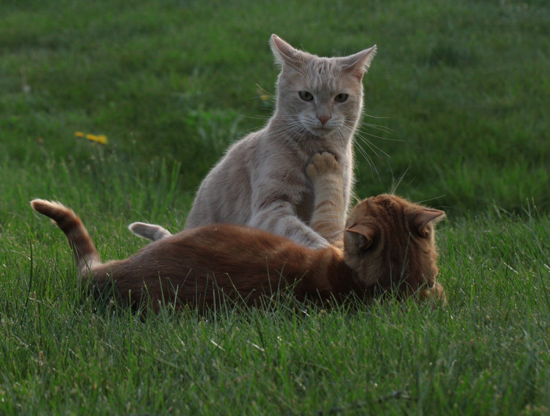 herbe chat chat rousses jeu