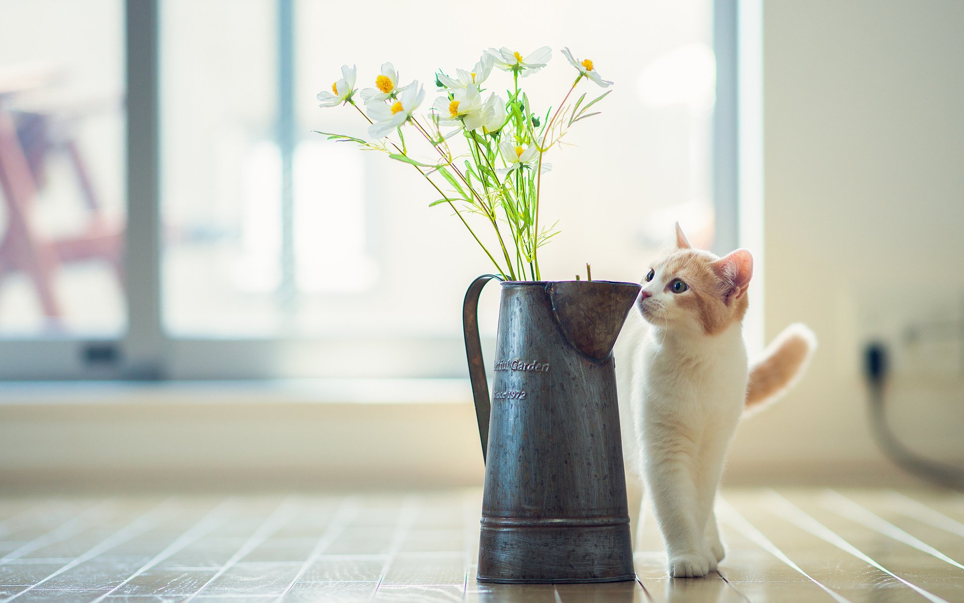 hannah le chat les fleurs © ben torode