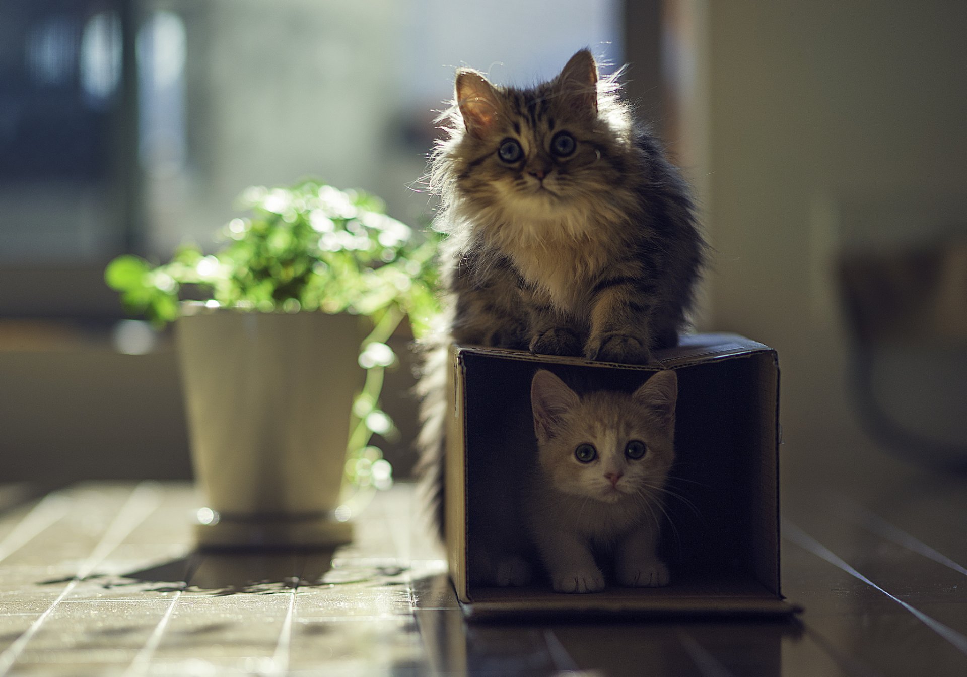 margherita hannah benjamin torod ben torod gatti gattini casa scatola pianta sole