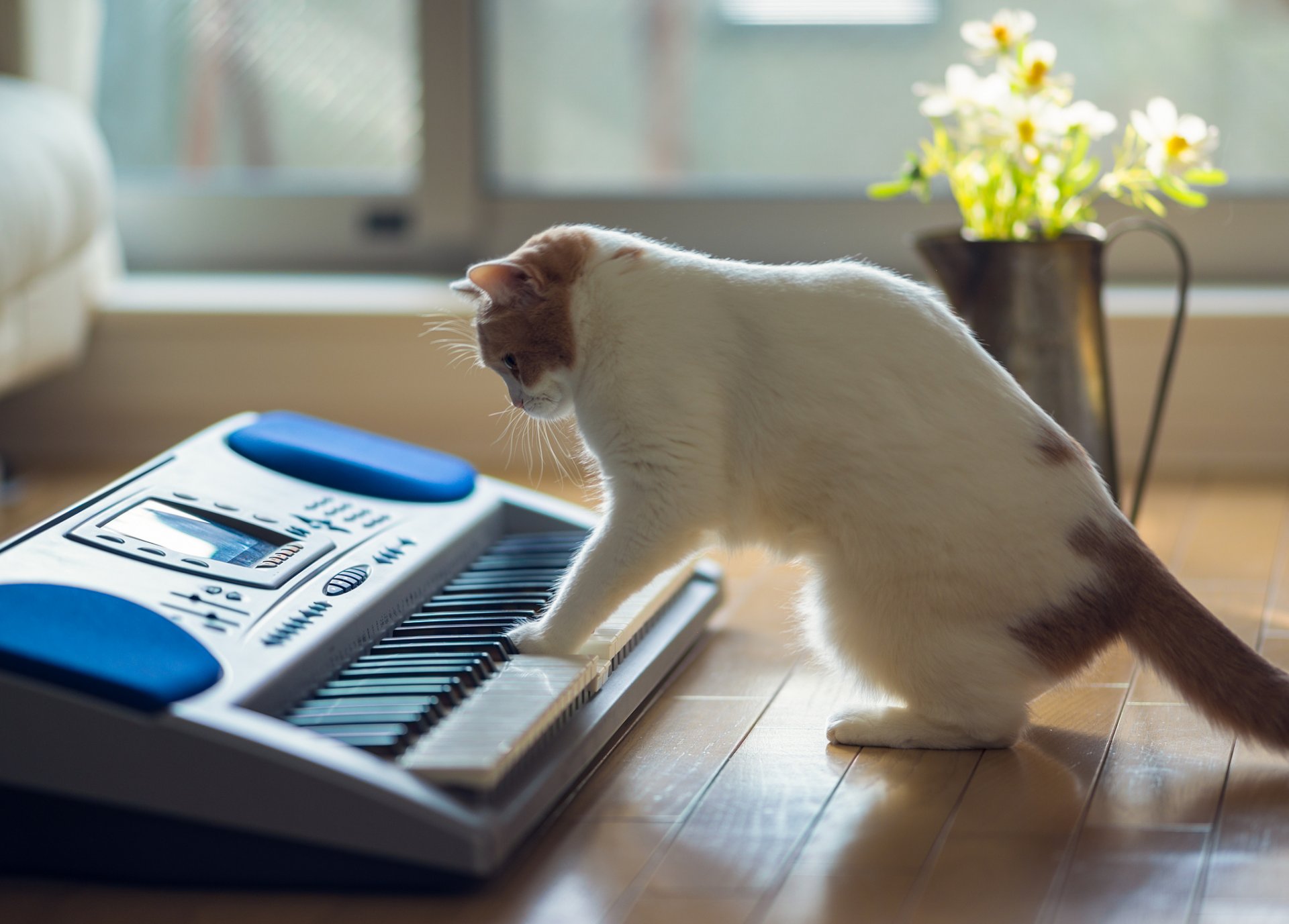 hannah benjamin tord ben tord katze haus boden musikalische untermalung blumen