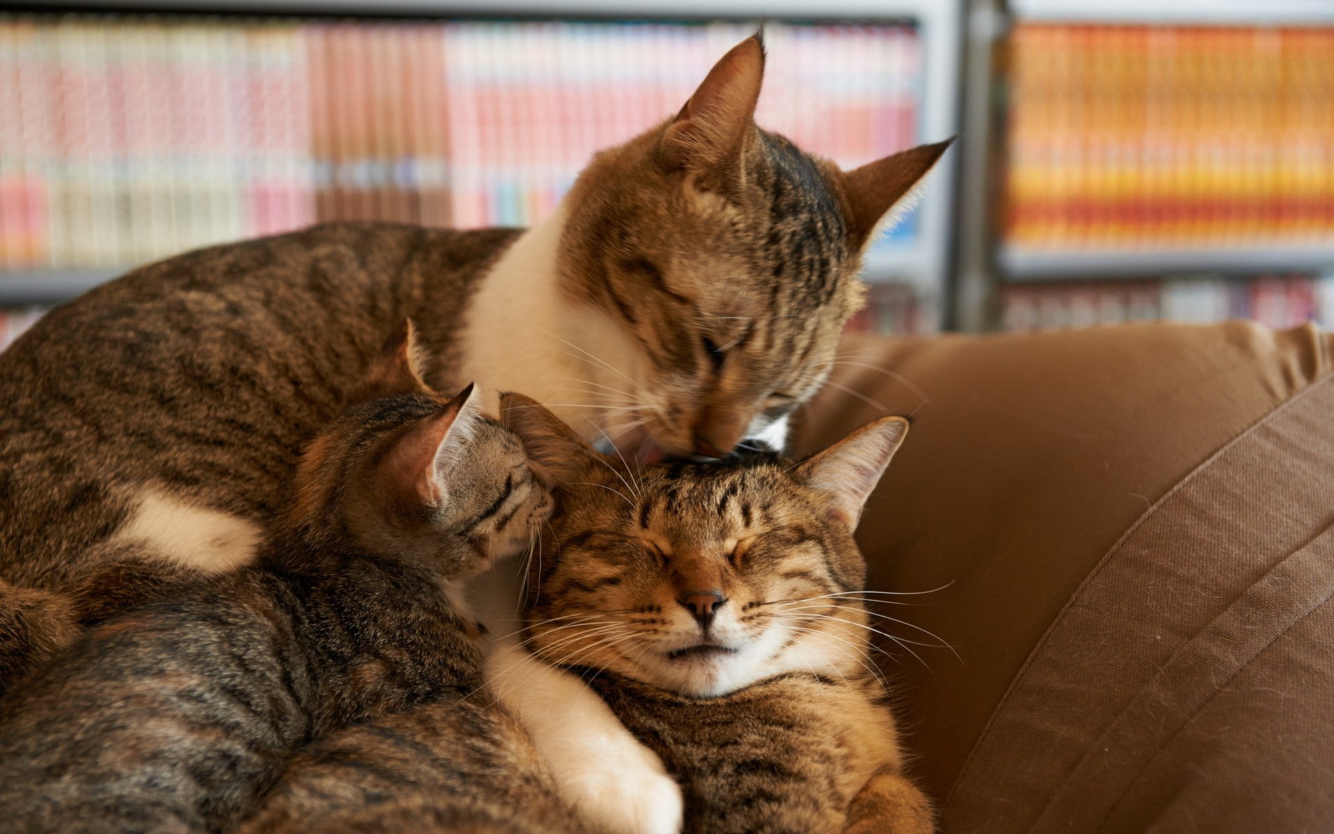 chats maison confort