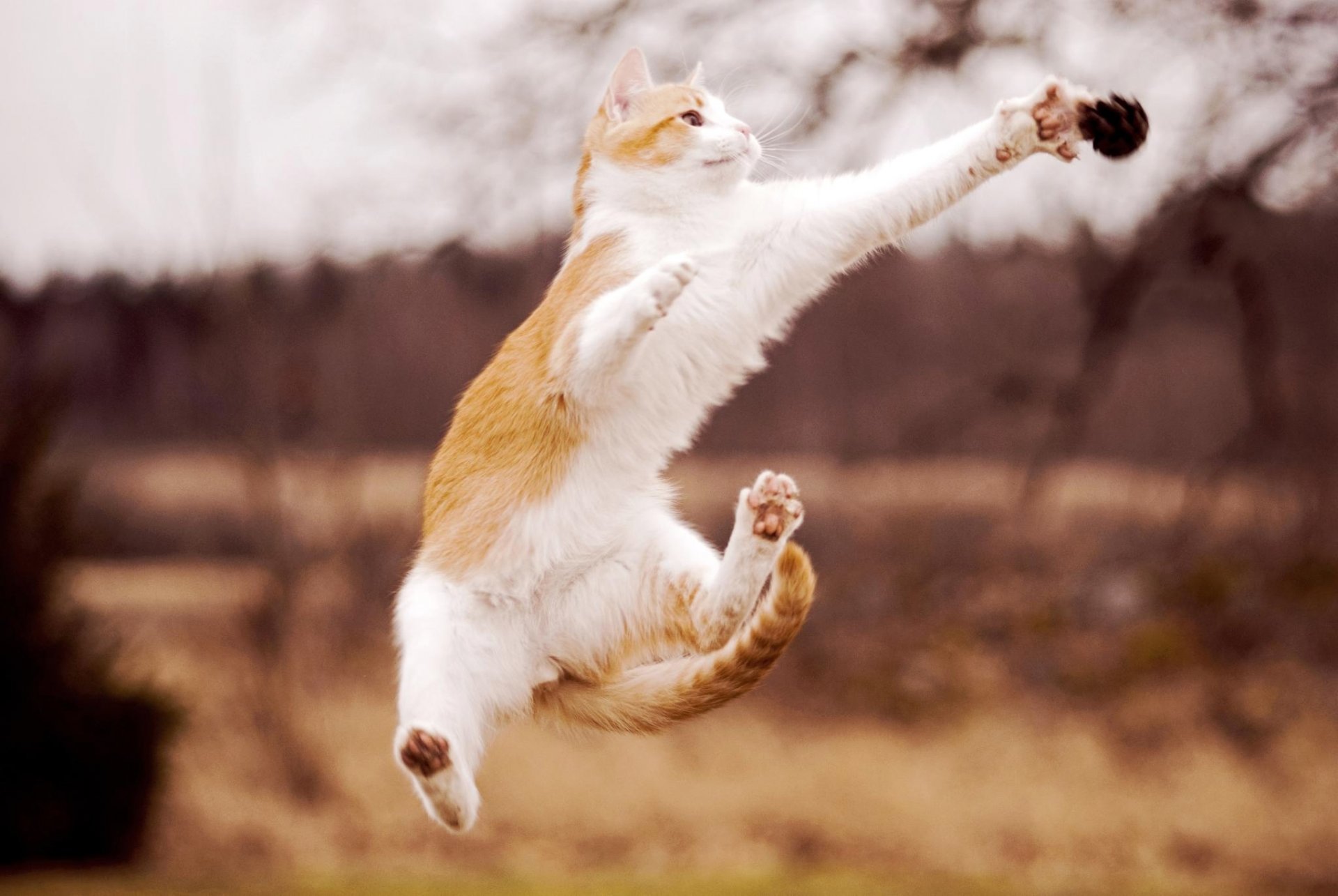 chat blanc rouge saut pattes bosse