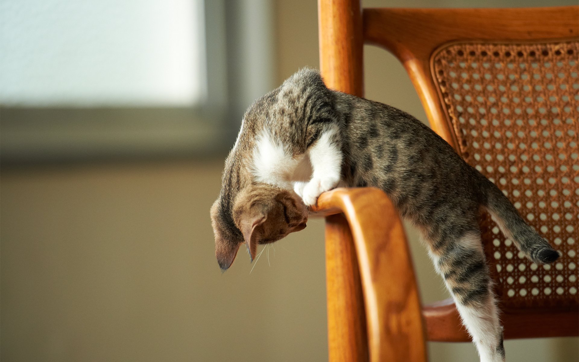 gatito silla atención juego