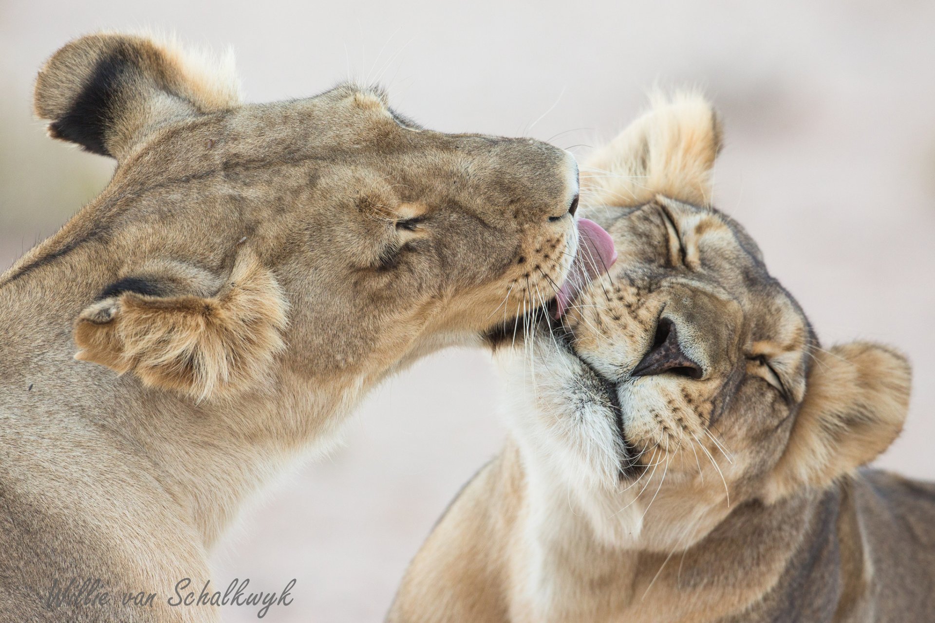 lions lioness washing