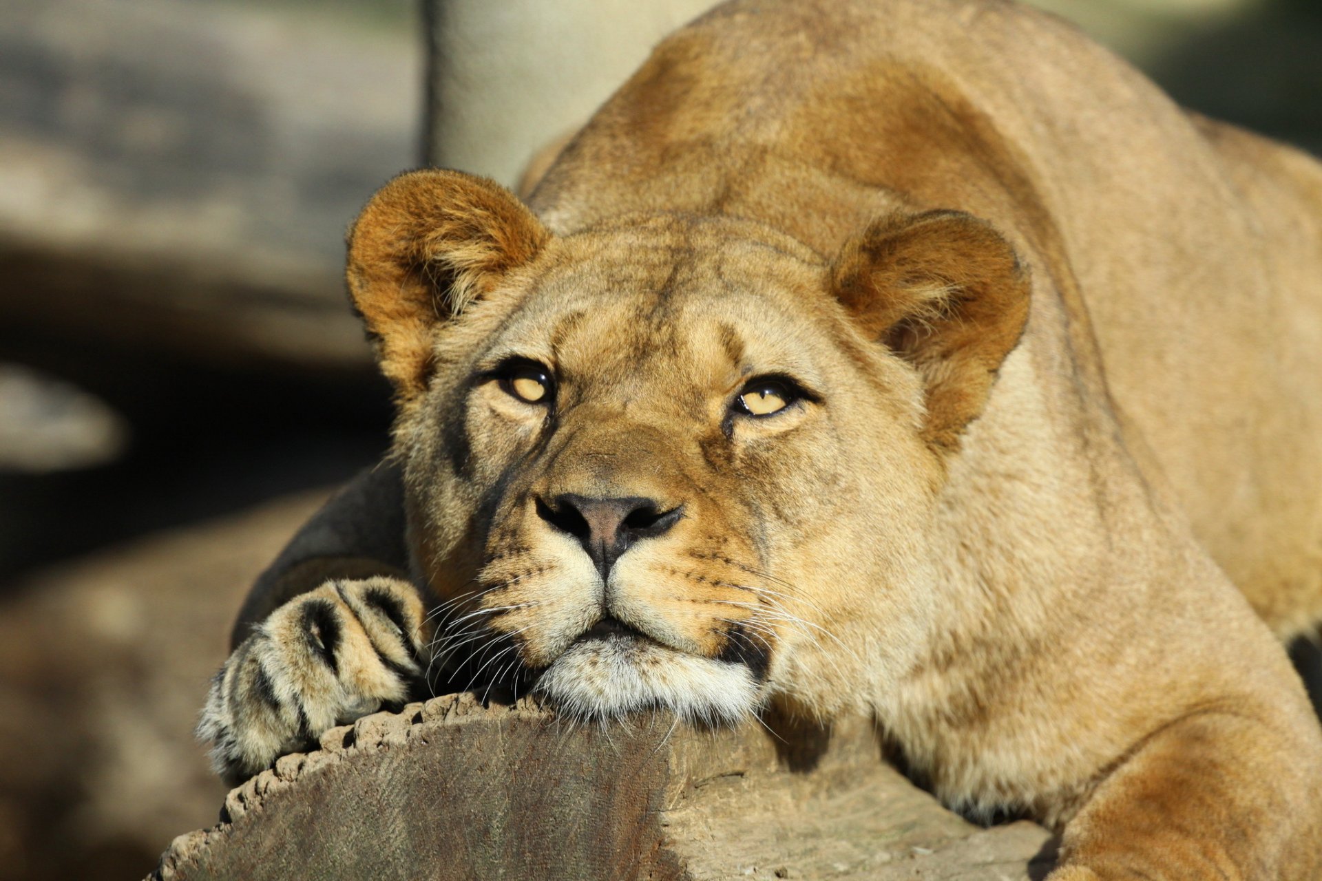 lion lionne museau repos regard