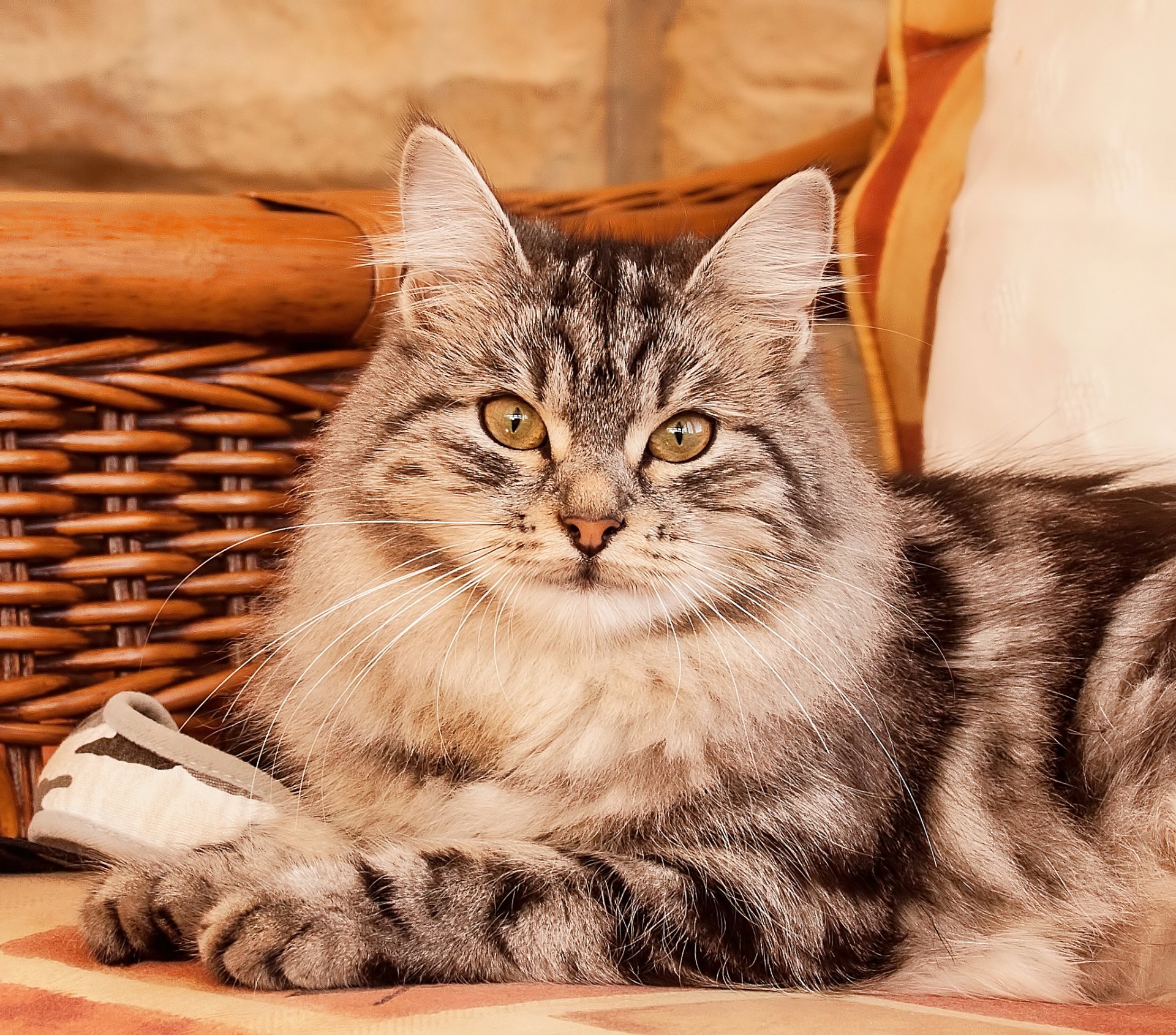 chat gris rayé couché