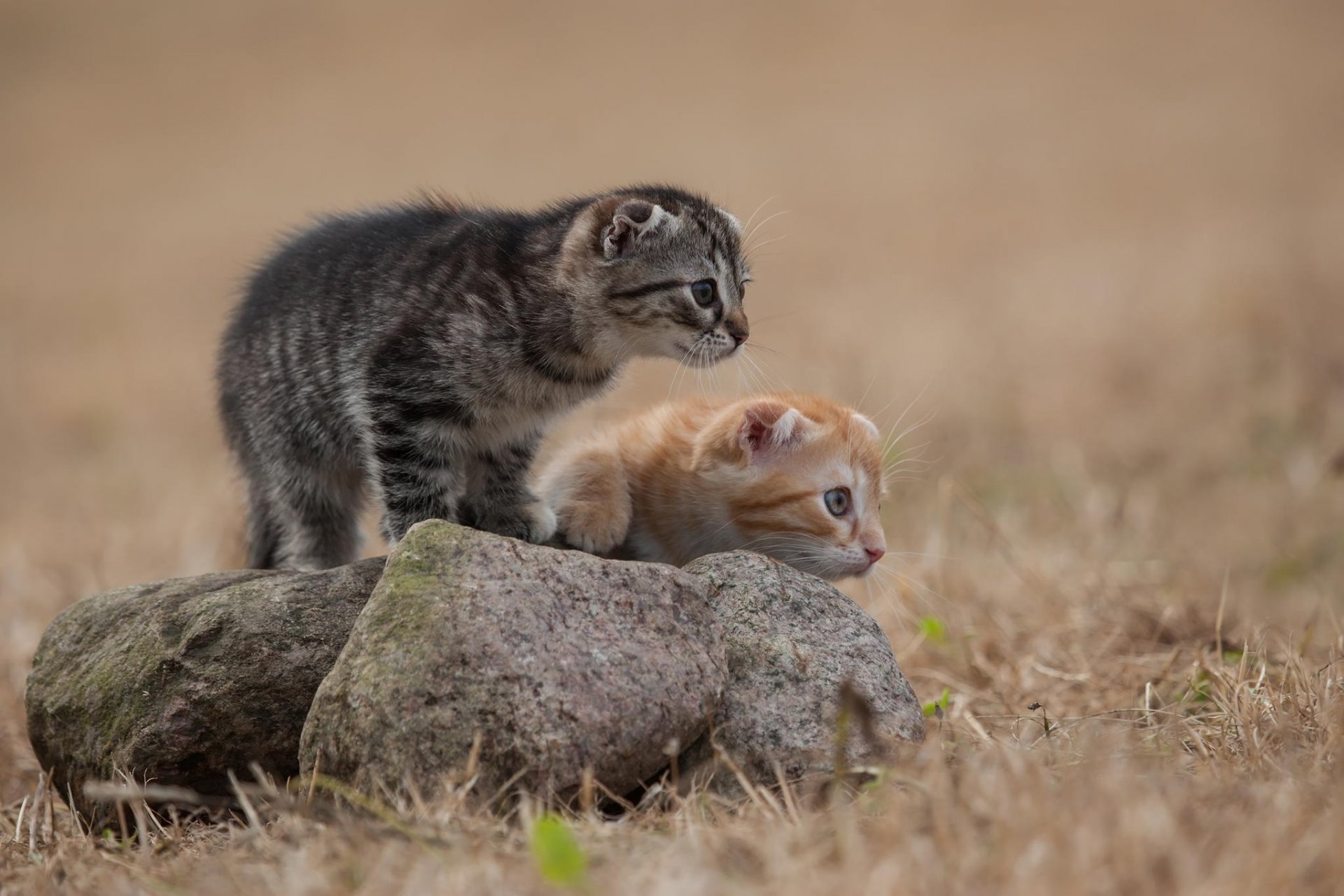 kätzchen katzen grau rot wolle stein gras beobachtet