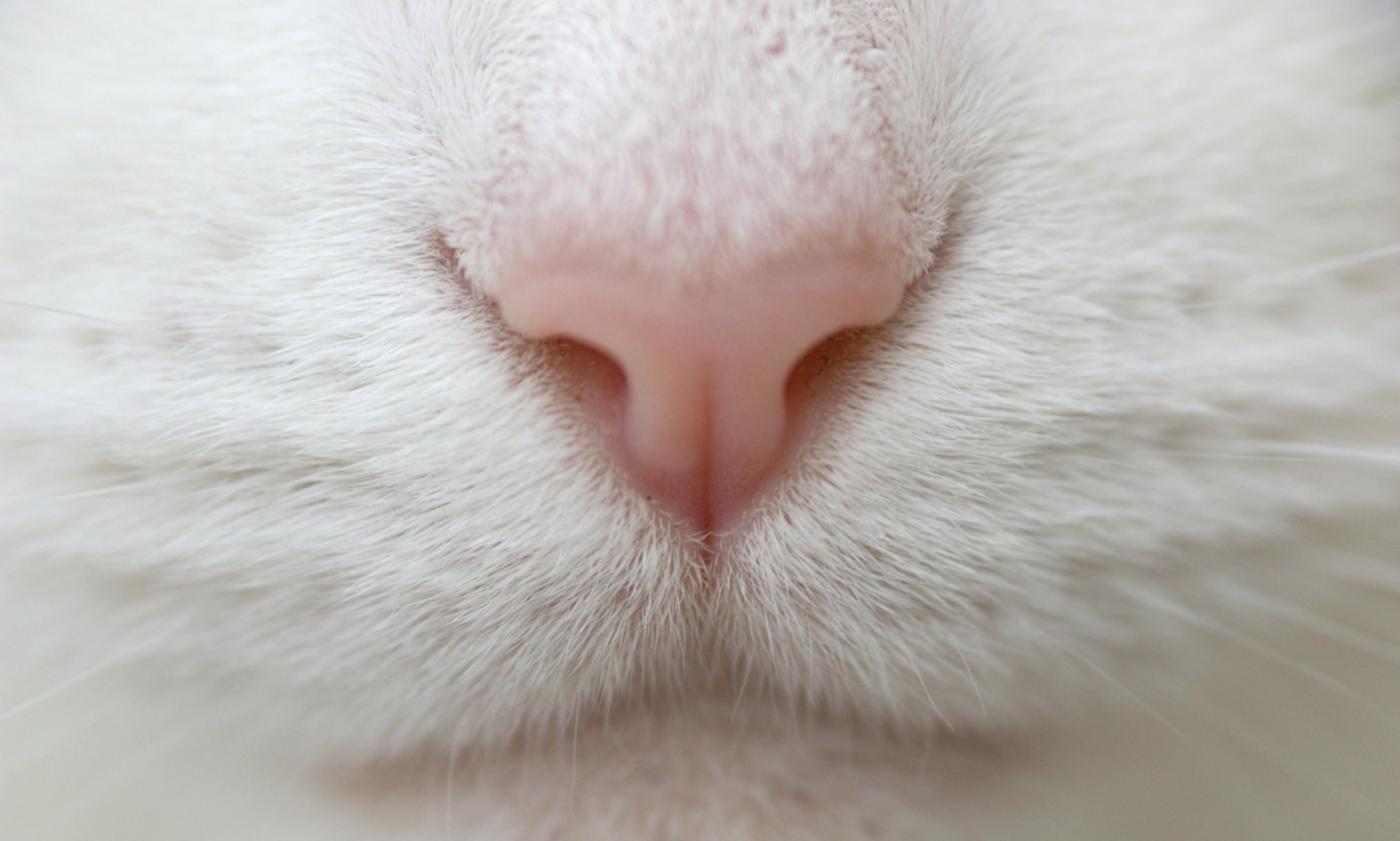 gato blanco macro macro nariz bigote