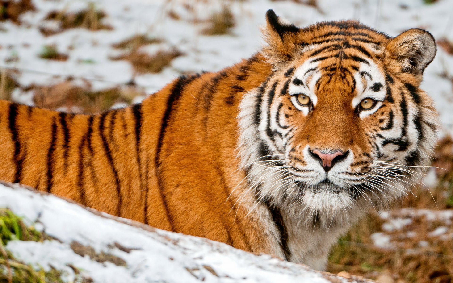 tigre animal museau vue neige