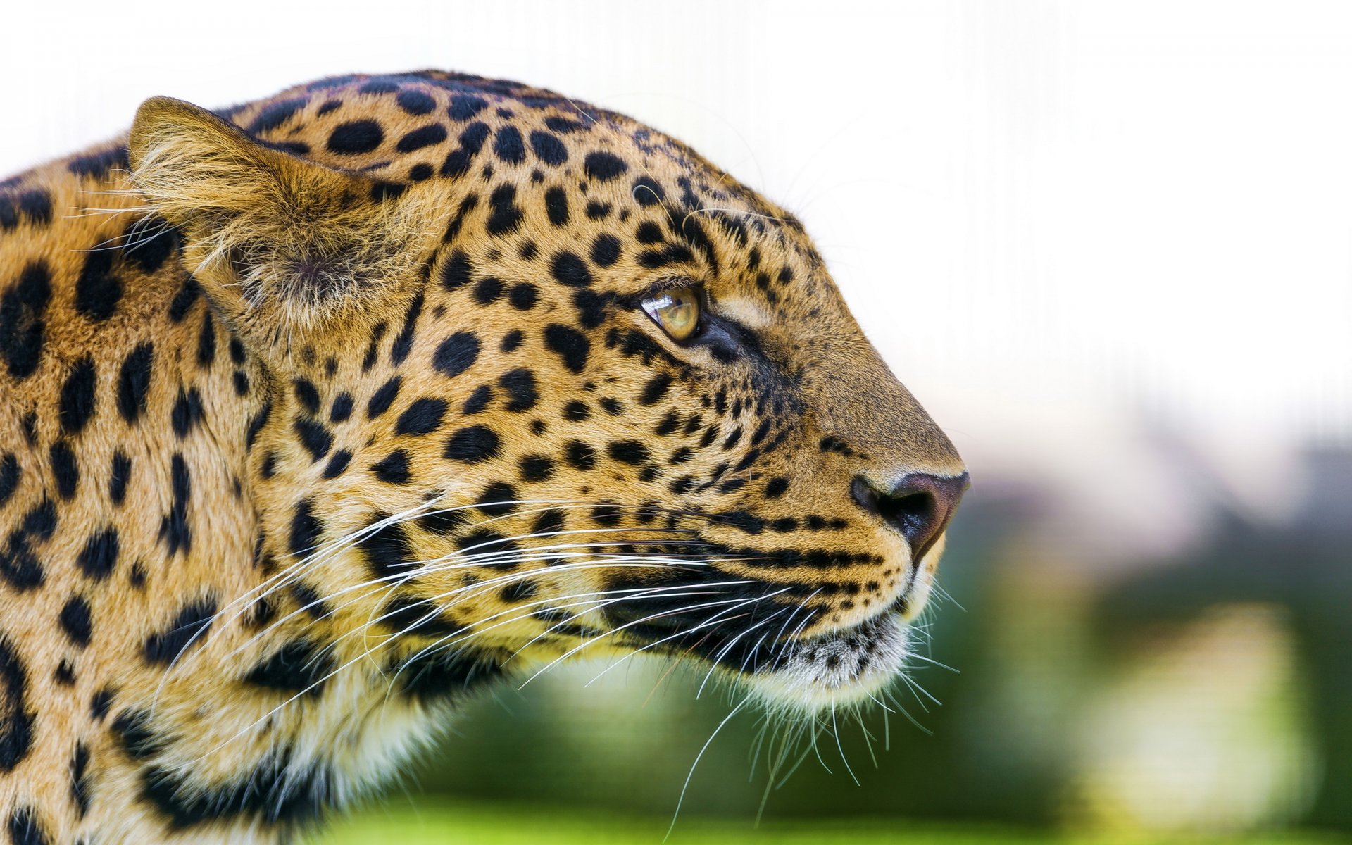 leopardo pantera pardus hocico perfil depredador vista