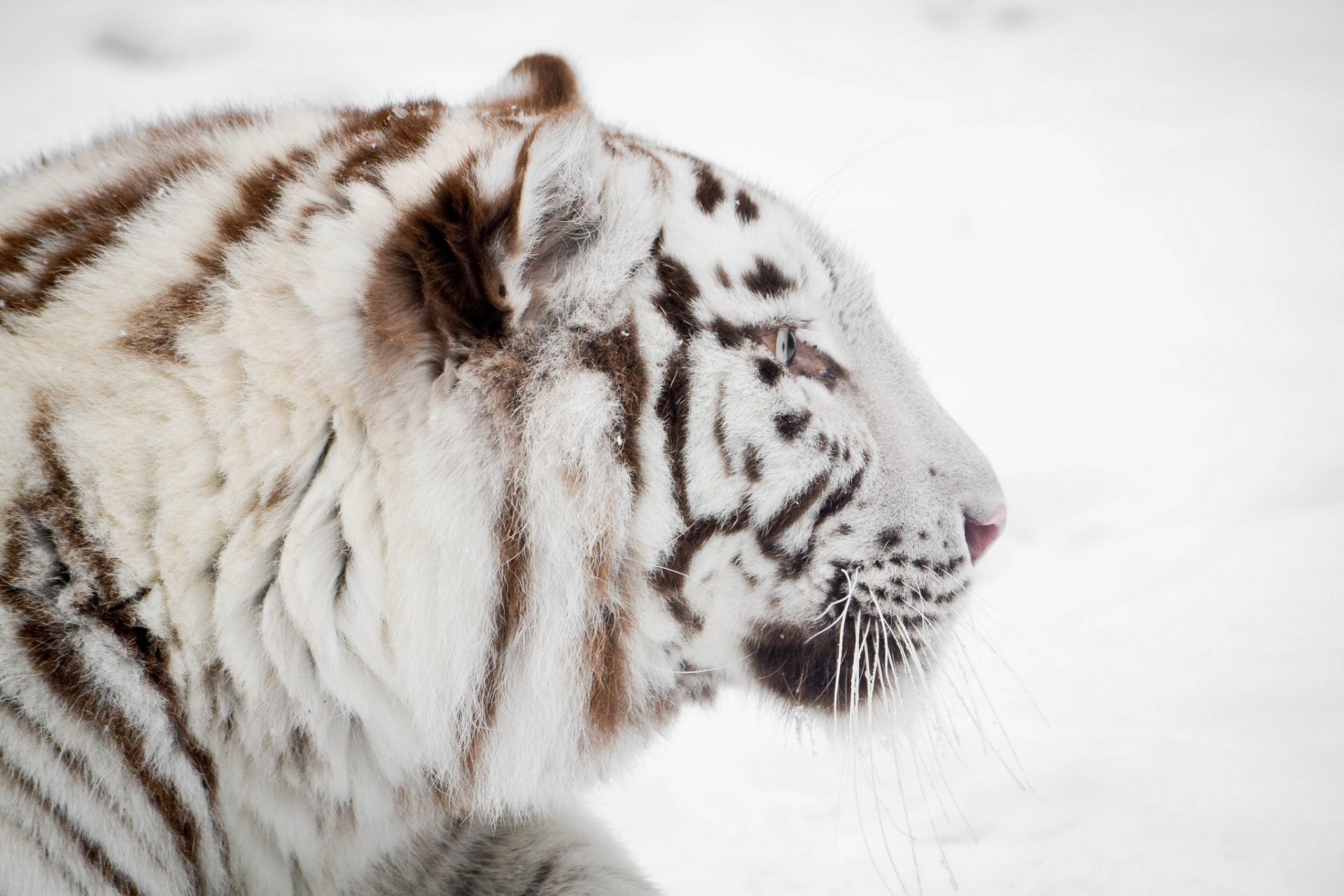 tigre blanc chat sauvage museau profil hiver