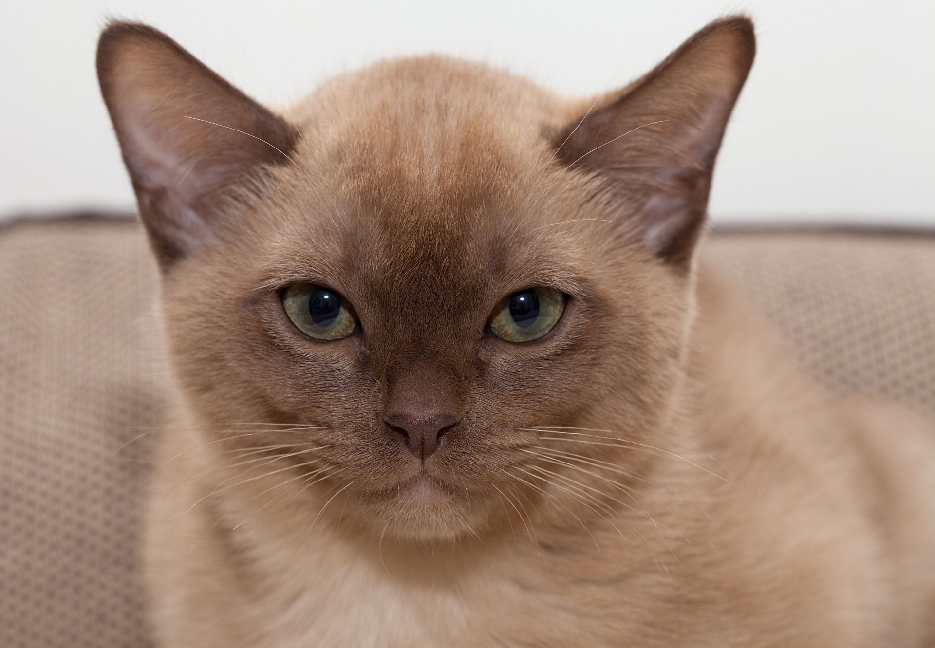 burmese cat snout portrait view