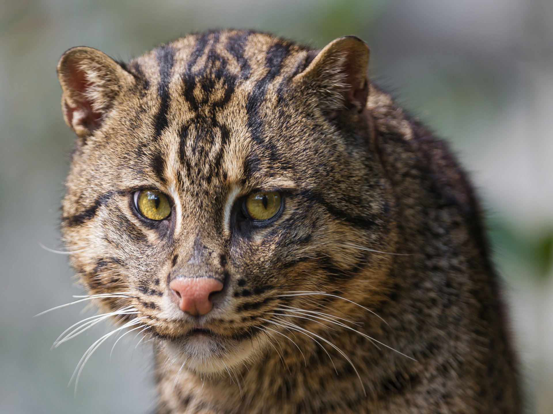 kot kot wędkarz kot wędkarz kot wędkarski pysk spojrzenie ©tambako jaguar