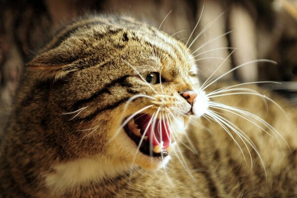 Manul fear moustache mouth