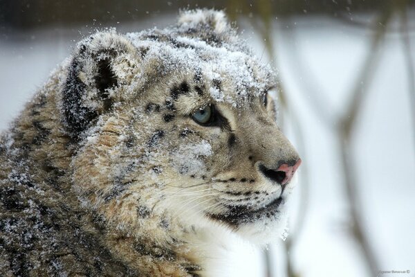 Predatory snout of the snow leopard winter