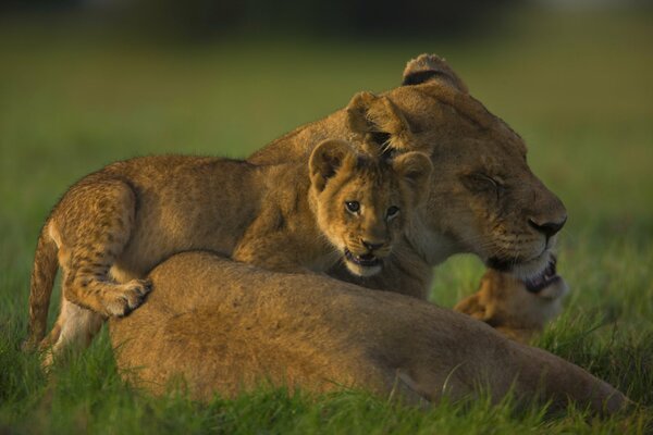 Lioness with a cub on a green background