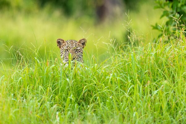 Милый леопард в зелёной траве
