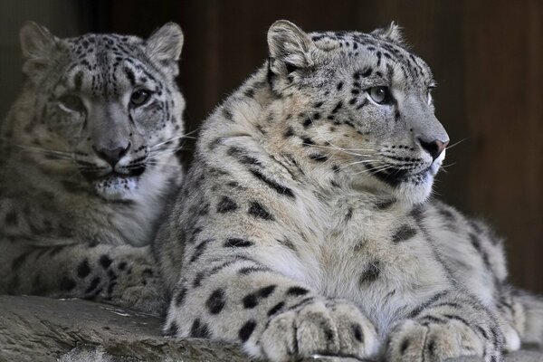 A pair of snow leopards are resting