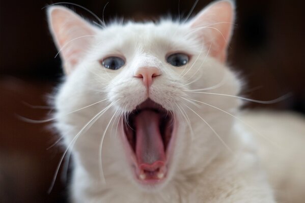 Gato blanco con ojos azules bosteza