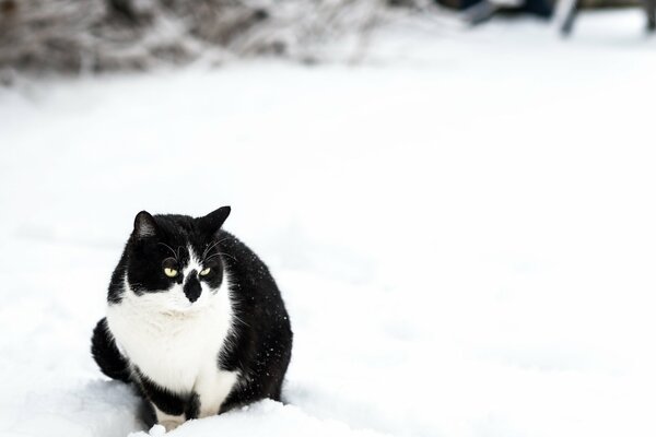 A black and white cat enjoys the snow