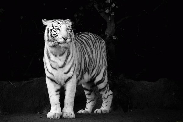 Biały Tygrys piękny wygląd pysk drapieżnika