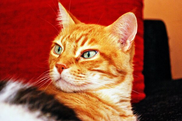 Стройгий взгляд рыжего кота