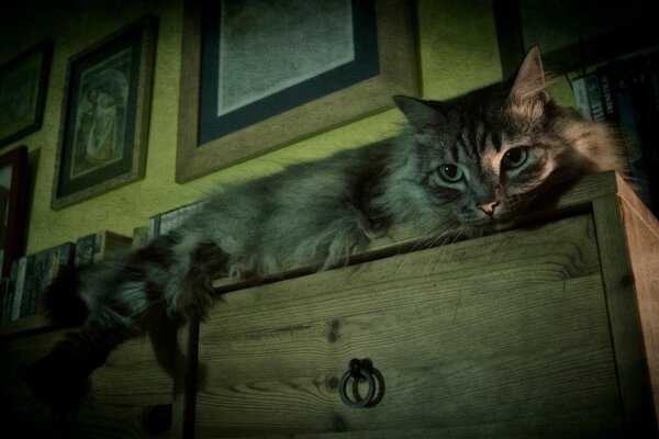 A fluffy cat is lying on the dresser