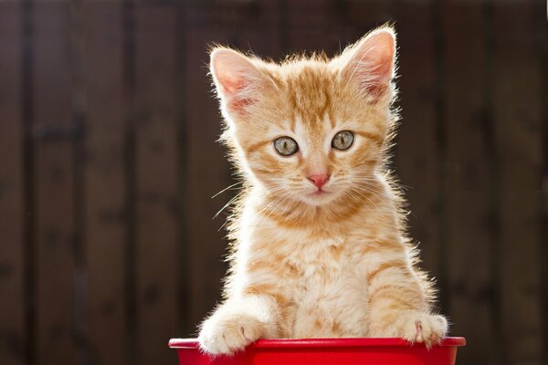 A red kitten is sitting in a red basin